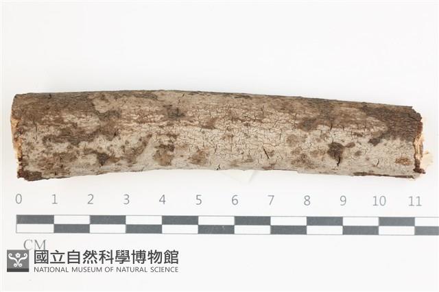 登錄號:F0035965藏品圖，第1張