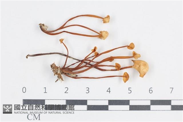 登錄號:F0038665藏品圖，第1張