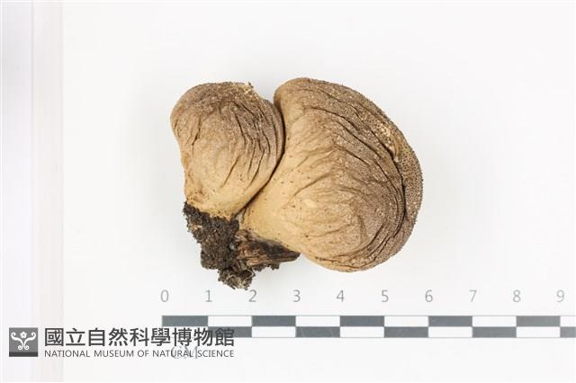登錄號:F0036665藏品圖，第1張