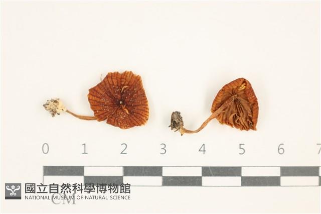 登錄號:F0037665藏品圖，第1張