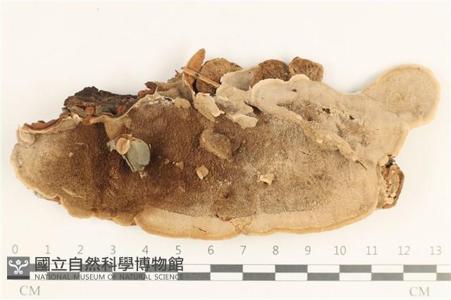 登錄號:F0038465藏品圖，第1張