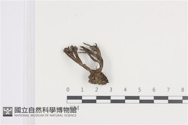 Accession Number:F0036465 Collection Image, Figure 1, Total 2 Figures