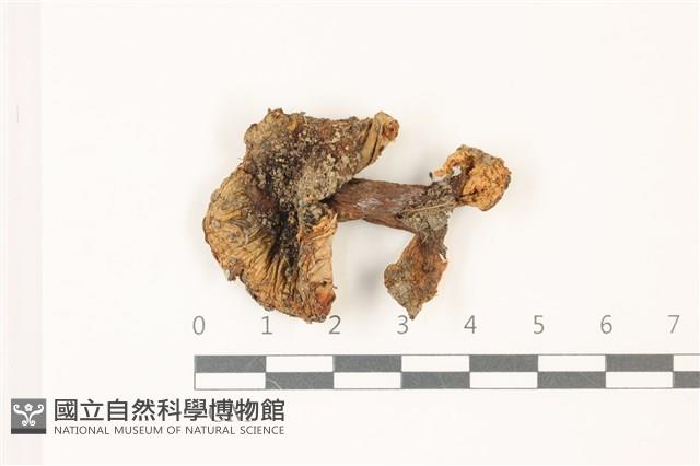 登錄號:F0037465藏品圖，第1張