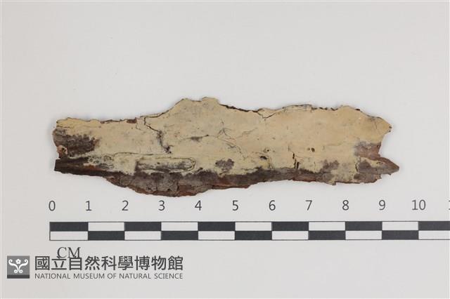 登錄號:F0035465藏品圖，第1張
