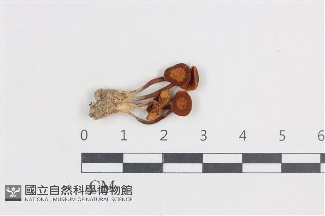 登錄號:F0038765藏品圖，第1張