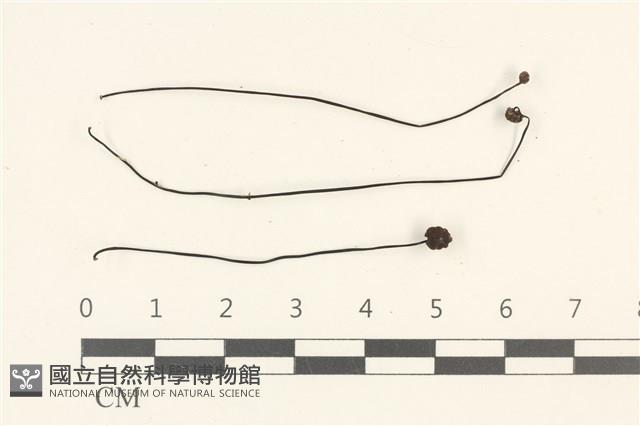 登錄號:F0036765藏品圖，第1張