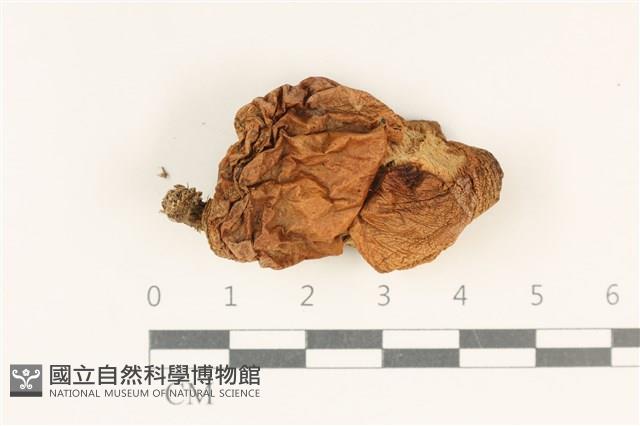 登錄號:F0037765藏品圖，第1張
