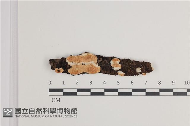 登錄號:F0035765藏品圖，第1張