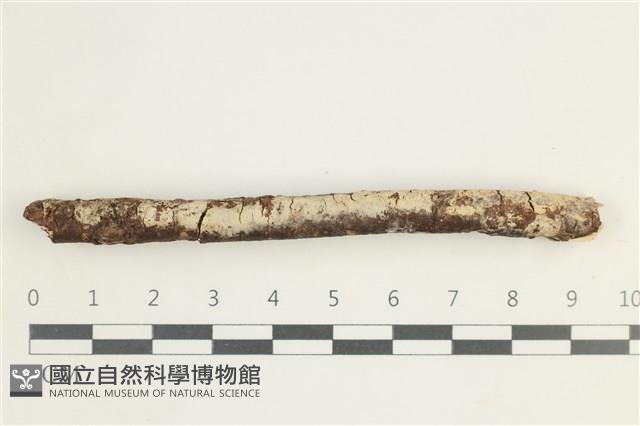 登錄號:F0038565藏品圖，第1張