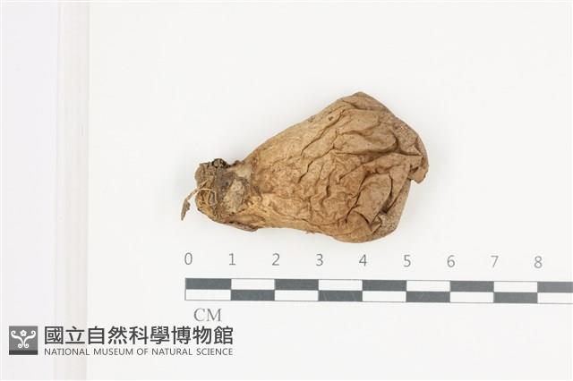 登錄號:F0036565藏品圖，第1張