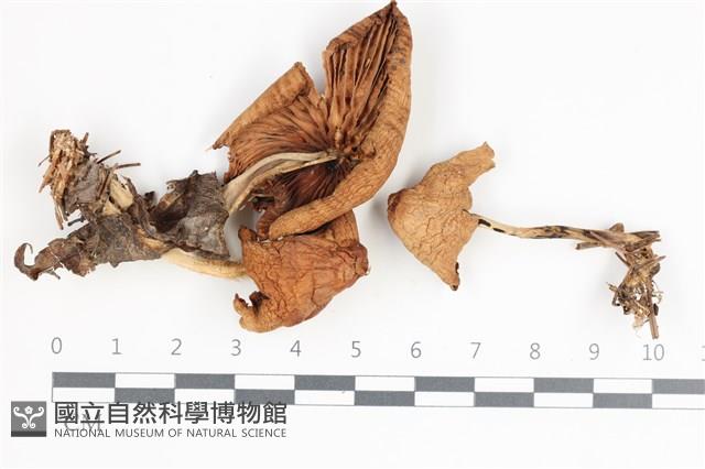 登錄號:F0035565藏品圖，第1張