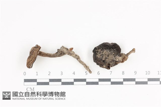 登錄號:F0036165藏品圖，第1張