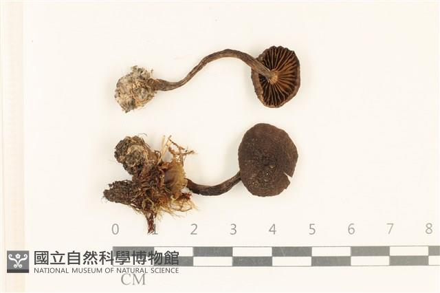 登錄號:F0037165藏品圖，第1張