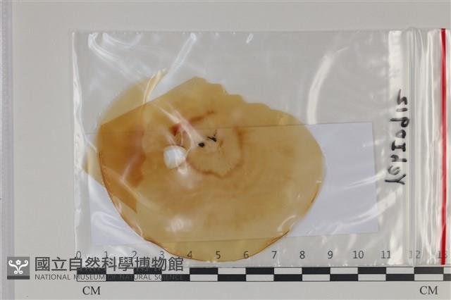 登錄號:F0035165藏品圖，第1張
