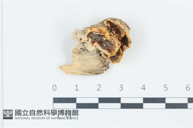 登錄號:F0039165藏品圖，第1張