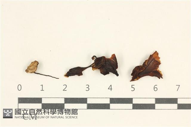 登錄號:F0038065藏品圖，第1張