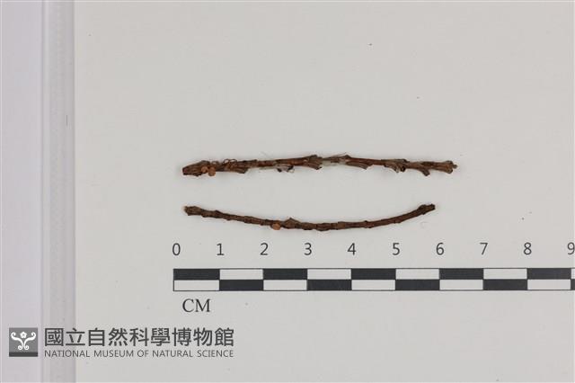 小菇屬藏品圖，第1張