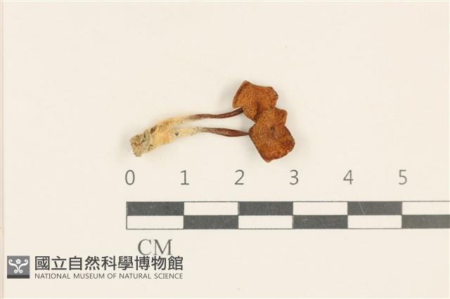 登錄號:F0037065藏品圖，第1張