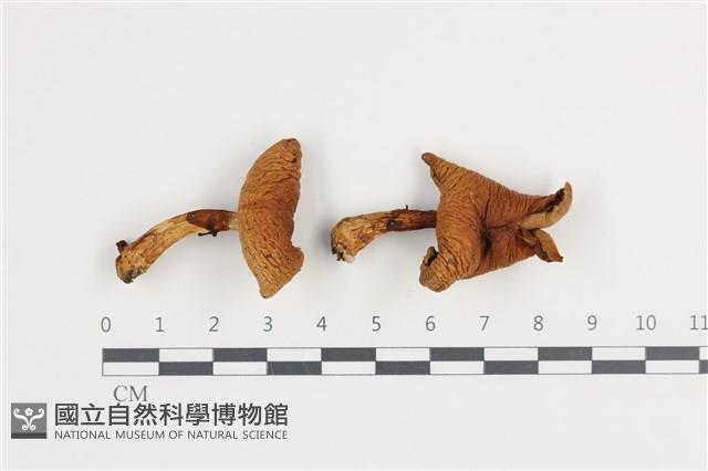 登錄號:F0036365藏品圖，第1張