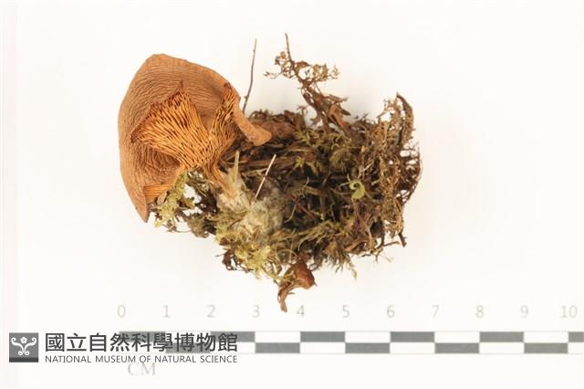 登錄號:F0037365藏品圖，第1張