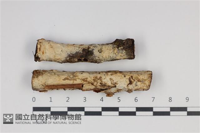 登錄號:F0035365藏品圖，第1張