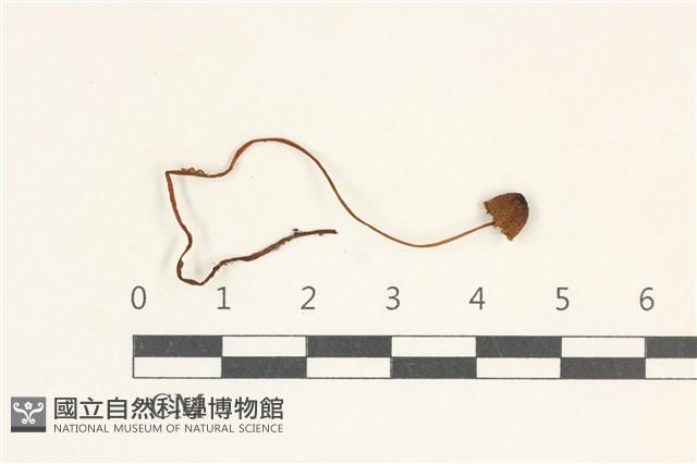 小菇屬藏品圖，第1張