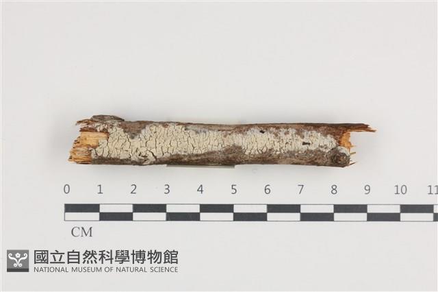 登錄號:F0036225藏品圖，第1張