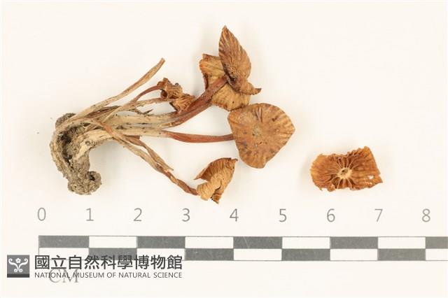 登錄號:F0037225藏品圖，第1張