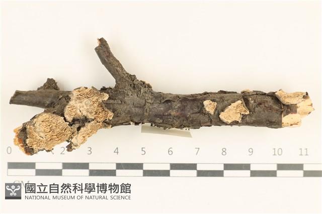 登錄號:F0018825藏品圖，第1張