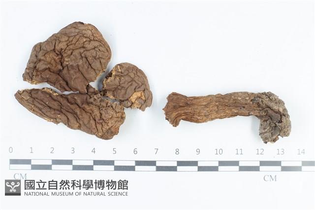 登錄號:F0038825藏品圖，第1張