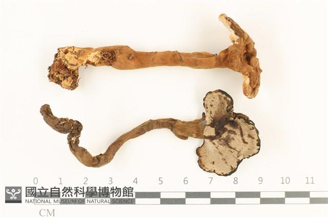 登錄號:F0036825藏品圖，第1張