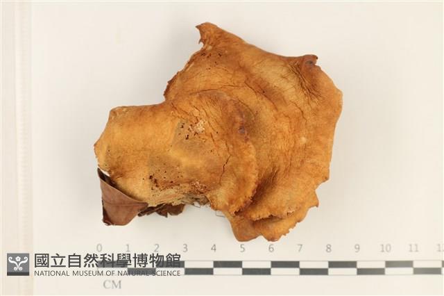 登錄號:F0037825藏品圖，第1張
