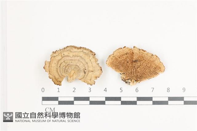 登錄號:F0035825藏品圖，第1張
