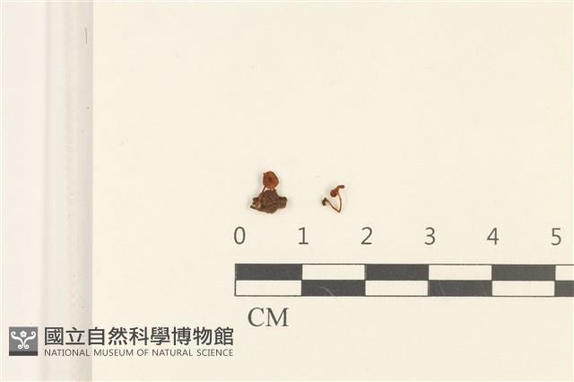 小菇屬藏品圖，第1張