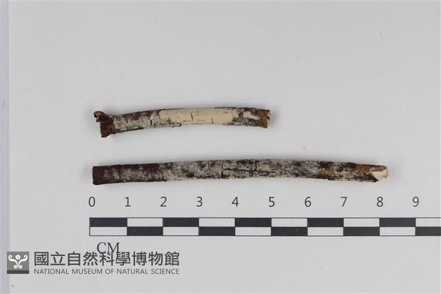絲齒菌屬藏品圖，第1張
