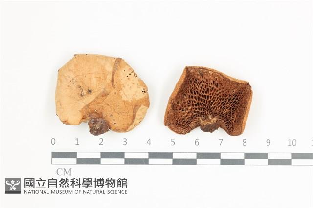 登錄號:F0036625藏品圖，第1張