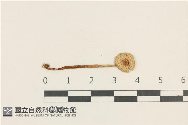 登錄號:F0037625藏品圖，第1張
