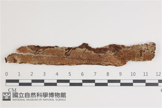 登錄號:F0035625藏品圖，第1張