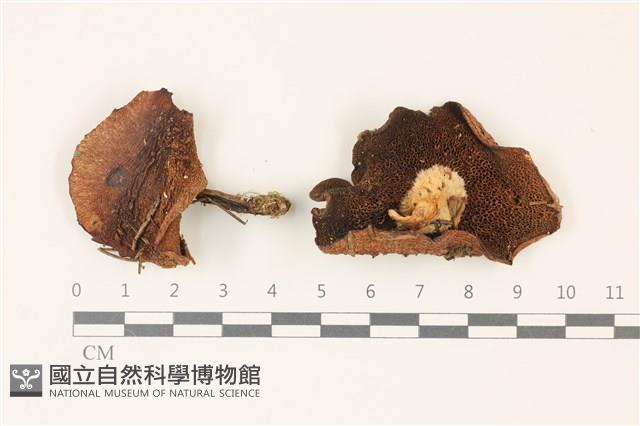 登錄號:F0037425藏品圖，第1張