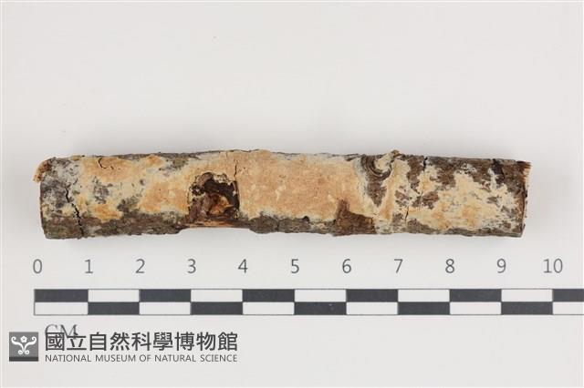 登錄號:F0035425藏品圖，第1張