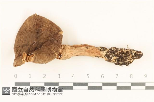 登錄號:F0028725藏品圖，第1張
