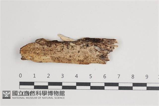 登錄號:F0035725藏品圖，第1張
