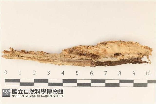 顯絲菌屬藏品圖，第1張