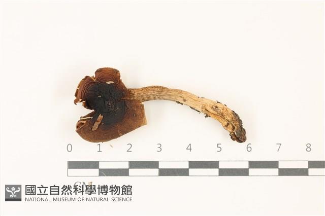 登錄號:F0037525藏品圖，第1張