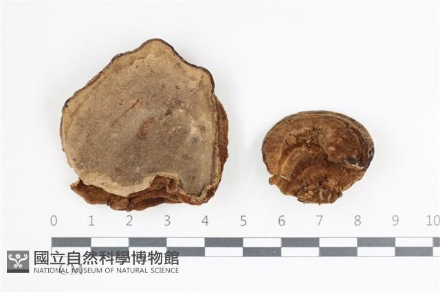 多年臥孔菌屬藏品圖，第1張