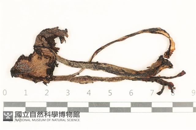 登錄號:F0037125藏品圖，第1張