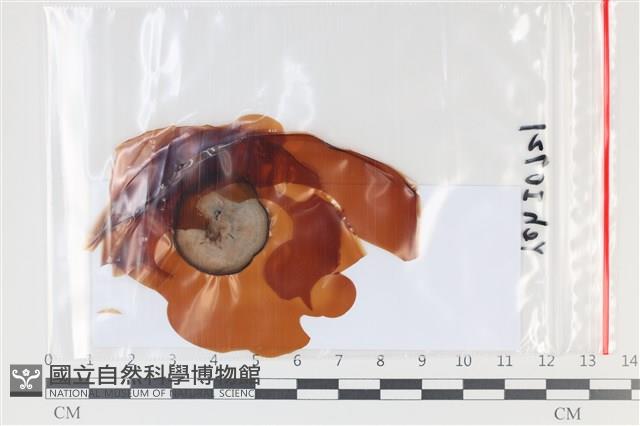 登錄號:F0035125藏品圖，第1張