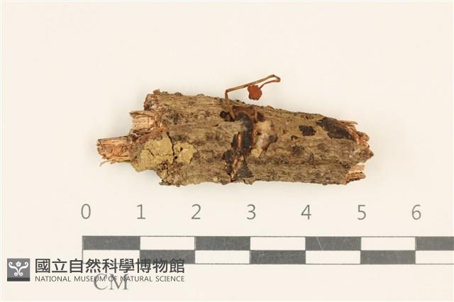 小皮傘屬藏品圖，第1張