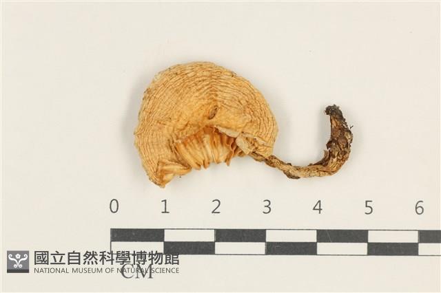 館號:F0038025藏品圖，第1張