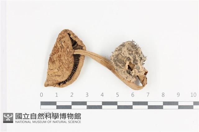 登錄號:F0036025藏品圖，第1張